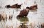 ������ �������� / Duck Academy - �����