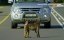 ,   / Baboons: Rules of the Troop - 