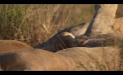 ��� / Lion - 1 �����, 3 �����
