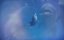 �������� ������� ������� / Dolphins: Spy in the Pod - �������