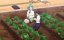 ��� �������, ������� �����-�����-�����-�����-����� ������ ���� ����� / Kimi no Koto ga Daidaidaidaidaisuki na 100-nin no Kanojo - 3 �����, 5 �����