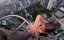 ���� ������� �� Empire State Building