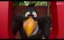 ���� �������� � ������ ������ / Woody Woodpecker Goes to Camp - ������������� �������