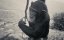  / Project Nim - 