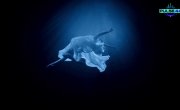 Pulse 44 - Blue Silence