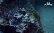��������� �� ������ / Ocean Intelligence - �����