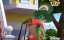 ������� ����� / Puppy Dog Pals - 3 �����, 15 ����� "���-�� ��� �������"