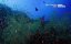 ������� ����� ������: ��������� - ����� � ��� / Great Blue Wild: Indonesia - Life in silt - �������