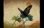  / Blind Vaysha - 