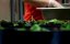 ������������ ����� / PlantPure Nation - ������� �������