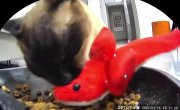 🐾 ��� ��� ��������� ������