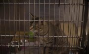 Котята учатся летать / When Cats Fly - Фильм