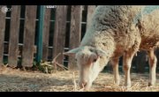 Овцы / Sheep - 1 сезон, 1 серия