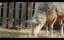 ����  / Sheep - 1 �����, 1 �����