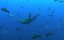 ����� / Sharkwater - �����
