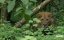   / Animals of the Bible - 