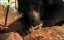 - / Sloth Bear - 