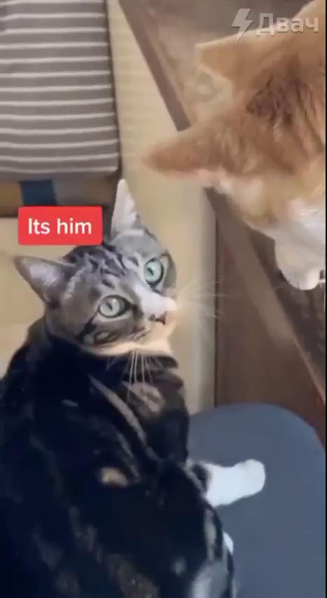 ������
