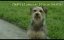 ������ / Robo-Dog / Robo-Dog Unleashed - �����-�������