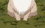 ��� � ������ / Neko to Ryuu - 1 �����, 6 �����