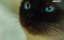 () / Wo ai miao xing ren - 