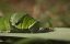 ����������� � ������� / �� ������� � ������� / Devenir Papillon / Becoming Butterfly - �����
