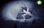  -     / Cuckoo - The Enemy In My Nest - 