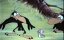  /   / Katy, la oruga - 