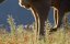   / Kangaroo Valley - 