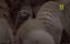    / Six Feet under the Savannah - 