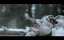 ����� / The Donner Party - �������
