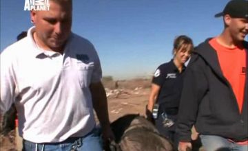 Полиция Феникса: Отдел по защите животных / Animal Cops: Phoenix - 1 сезон, 11 серия 