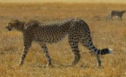      / Big Cats 24/7 - 2 , 1 