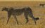      / Big Cats 24/7 - 2 , 1 