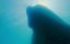 ����������� ��������� ������ / Africa's UnderWater Wonders - 1 �����, 4 �����