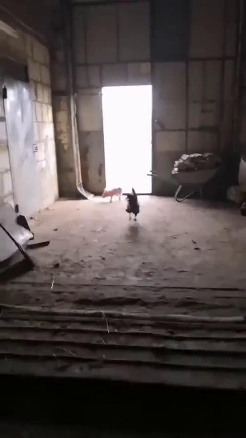 ������