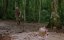     / Nudo e selvaggio / Massacre in Dinosaur Valley - 