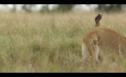 ��� / Lion - 1 �����, 4 �����