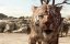 ����� �������� / The Jungle Book - ������