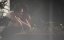  / Ragamuffin - 