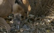 Смертоносные охотники / Deadly Hunters - 1 сезон, 3 серия