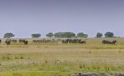 ������� ����� ������ / Great Parks of Africa - 1 �����, 6 �����