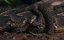   / Viper Queens - 