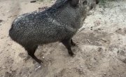 ������� �����-��