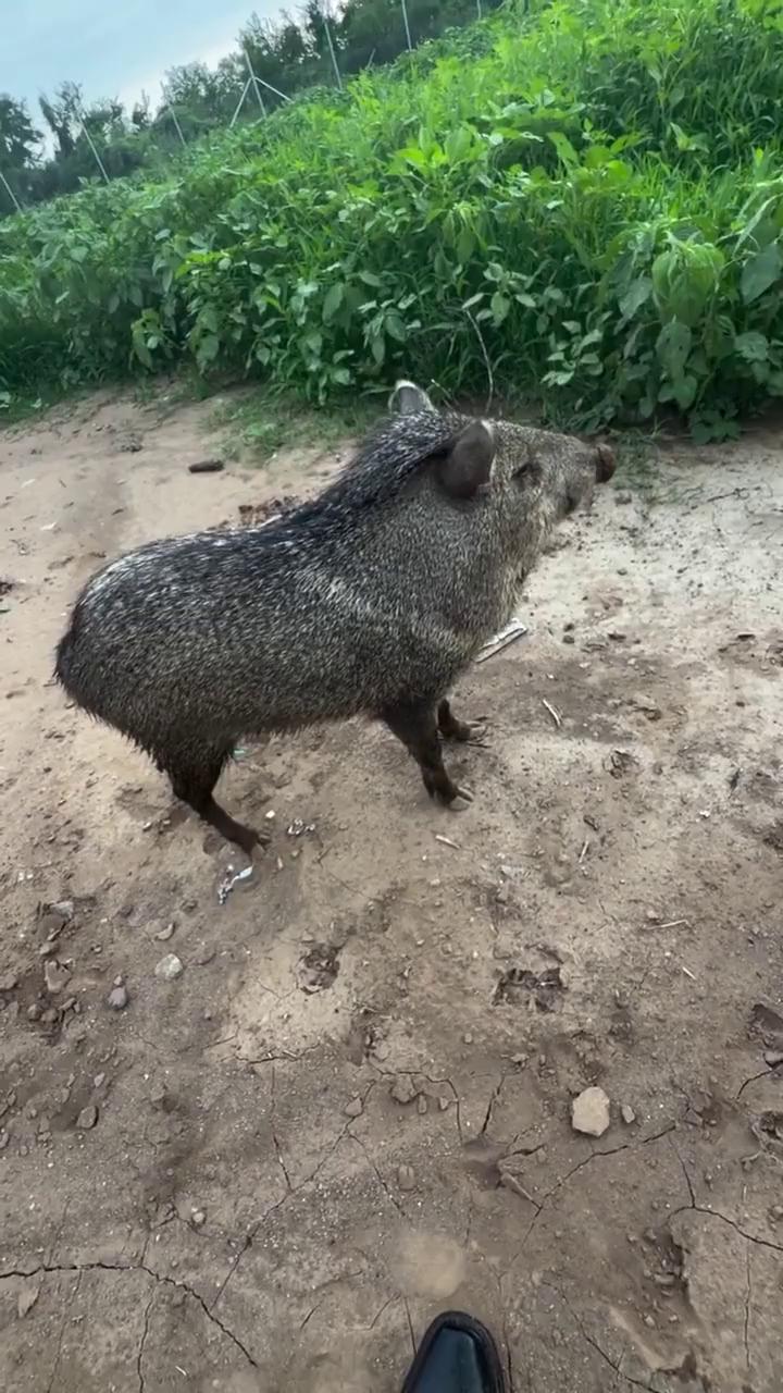������