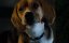    / Cats & Dogs - 
