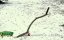   / Magiczne drzewo / The Magic Tree -  -