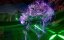 ������� ��������� ����� / Wan Jie Du Zun - 1 �����, 447 �����